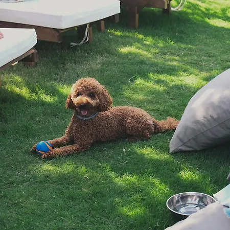 ホテル Zaya & Çeşme