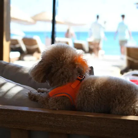 Otel Zaya & Beach